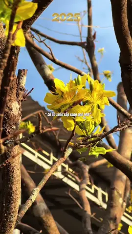 🌸🌸🌸🌸🌸🌸🌸🌸#nhachaymoingay #tet #tet2026 #xuhuong #thanhthoiluottet 