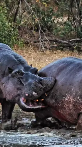 #wildlife #animals #amazing 