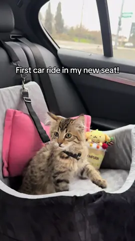 Okay fine, I'll admit it... this car seat is actually pretty great 🚗💙 At first I was NOT happy about it - I prefer sitting on Dad's lap while he drives (yes I know that's not safe, don't @ me 😅). But this thing has: ✓ A safety harness to keep me secure ✓ Super comfy padding (I might have fallen asleep...) ✓ Secret compartments where Mom stores my treats Still not as good as Dad's lap, but I guess safety wins this round 🙄👑 🔗 Affiliate link in bio if your cat also thinks they're too cool for car seats • • • #CatCarSeat #PrincessAzula #FirstTimeCatParents #CatSafety #affiliate 