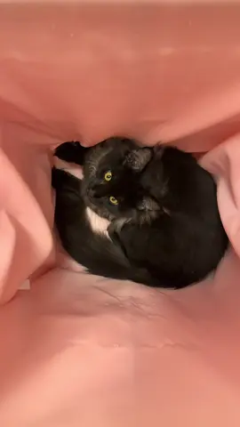 That wasn’t nice at all.. #aslan #mainecoon #catlovers #PetsOfTikTok #catsoftiktok 