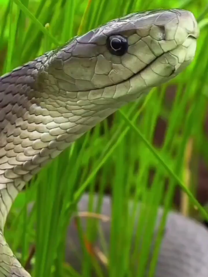 A mamba-negra (Dendroaspis polylepis) é uma espécie de cobra grande e extremamente venenosa pertencente à família Elapidae, nativa da África subsaariana. A cor em seu nome descreve o interior de sua boca, que ela exibe quando se sente ameaçada.  #cobras🐍