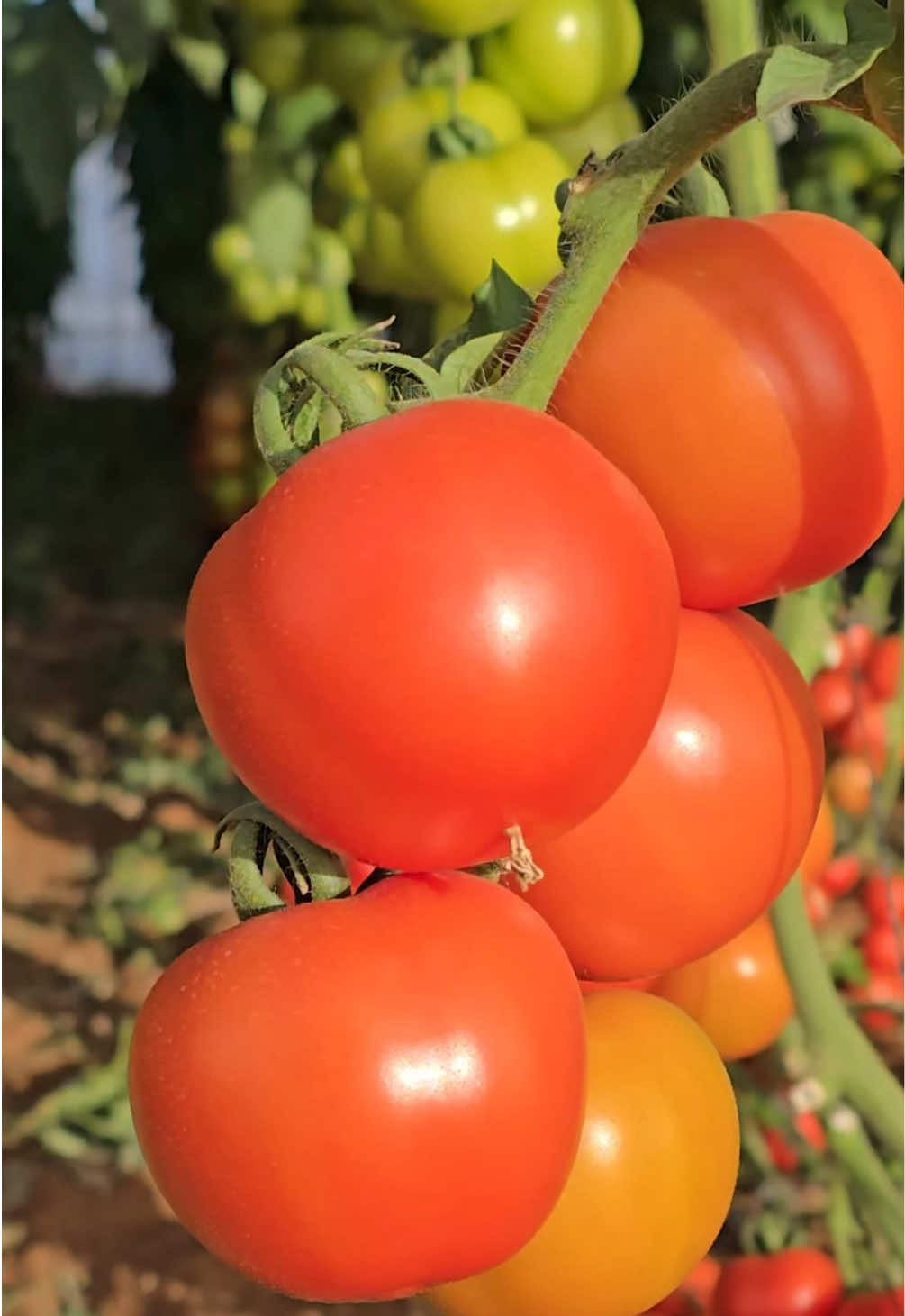 Vườn cà chua 🍅🍅 trong nắng vàng buổi sáng ạ 🥰#Etza ##EtzaAgriculture ##NôngNghiệp #TrồngTrọt #etza_agriculture 