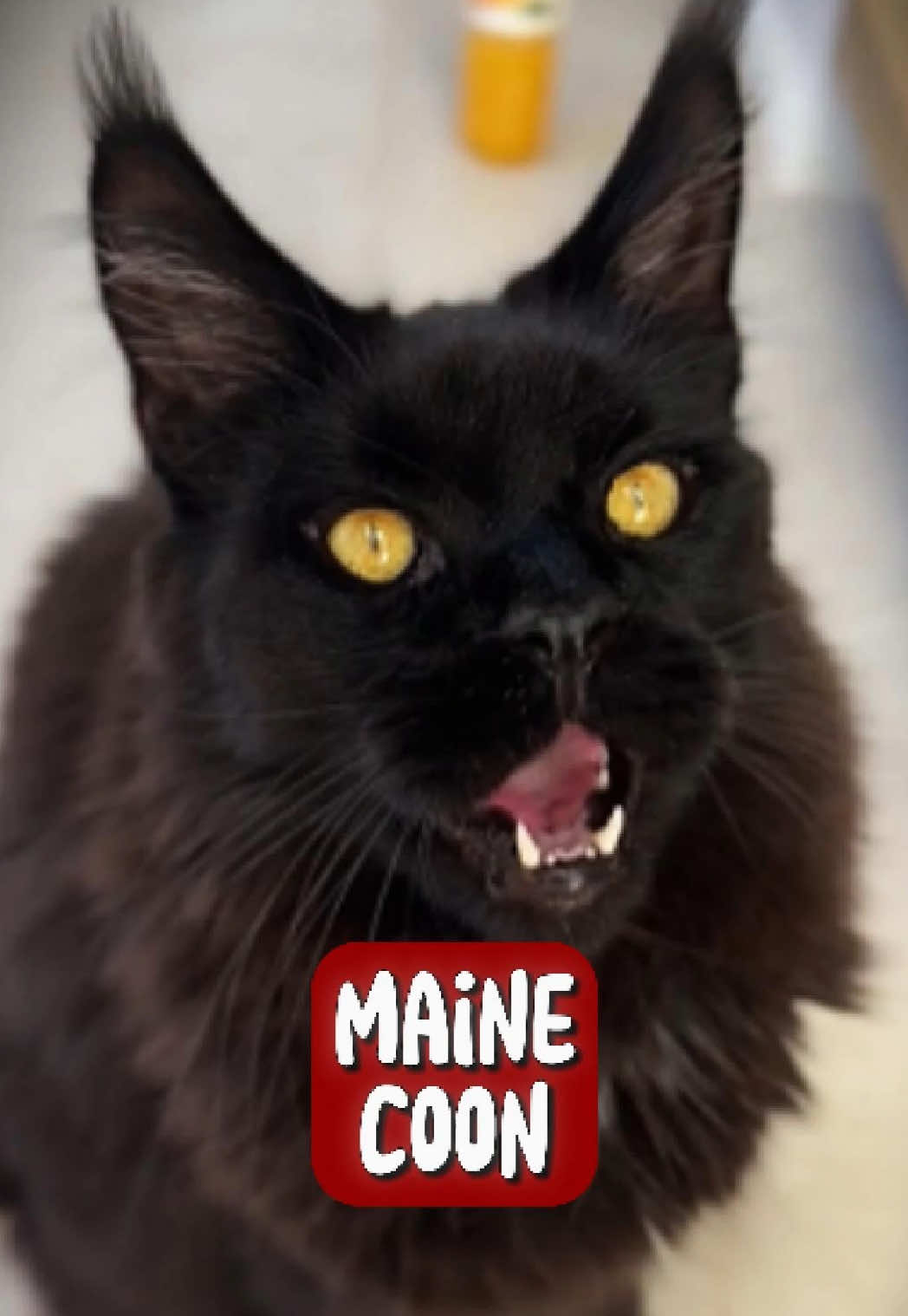 Discover Mainecoon 🥰 🐱 #mainecoon #fyp #mainecoonsoftiktok #mainecooncat 