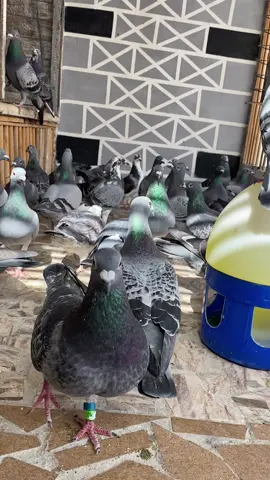 la colombophilies c’est de l’art ❤️🕊️✌️