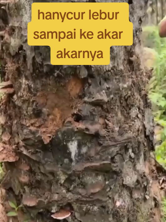 INSEKTISADA DAN JERBISIDA LUMBER SLAYER 500g#produk #yang #sangatampuh #menghanycurkanpohonbesar #