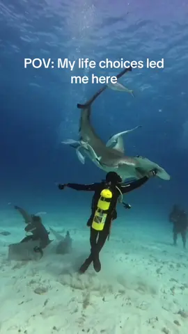 Love that this is a random Tuesday view. We worked hard to make this life possible and I will never take it for granted. Bimini Brandon feeding Rhea for Bimini Scuba Center #hammerheadshark #sharkdiving #sharks 