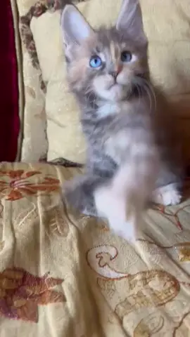 #luxurylife #Love #mainecoon #mainecooncat #kittens 