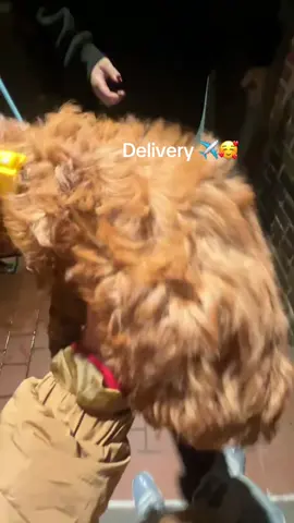Another successful delivery oh yes putting smiles on the faces of every family out there is out greatest priority 🥰😍 we have poodles we want the best home for them message us🥰#poodlesoftiktok #usa🇺🇸 #poodlepuppy #poodle 