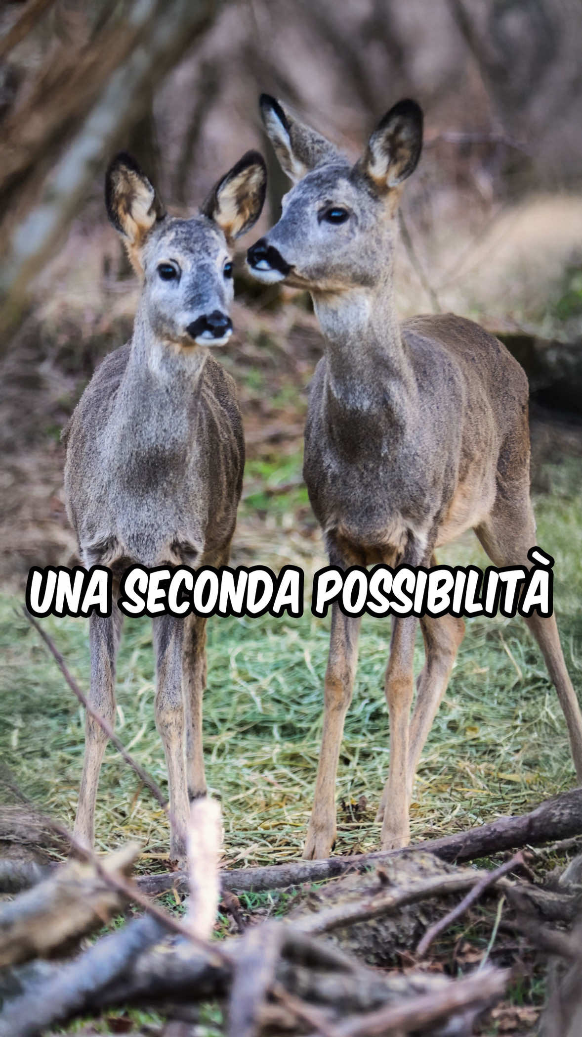 Una seconda possibilità non ha sempre la forma che immaginiamo. #animalrescue #wildliferescue #soccorsoanimali #capriolo 