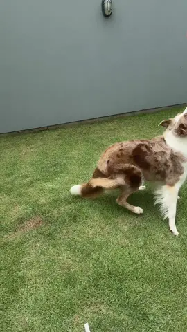Caotic video with my dog 🐶