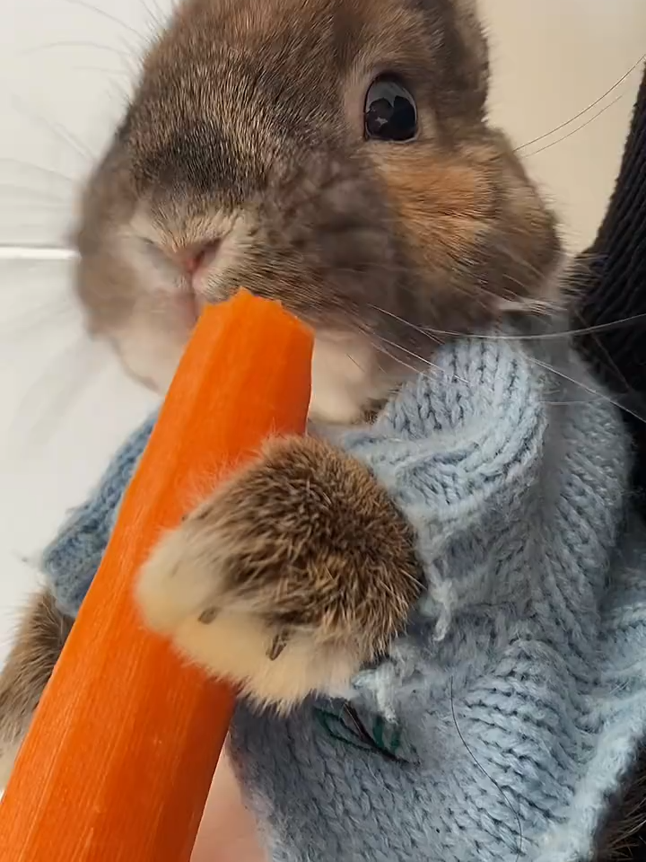 Bunnies Love Carrots #bunnylove #cutebunny #rabbitcarrot #bunnyeating #funnypet