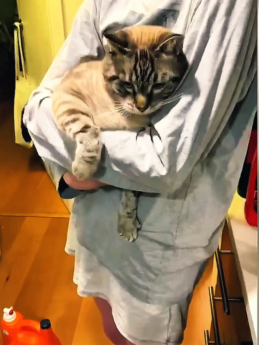 Top 10 cat fails 😁| #cat#funny #fails #foryou #usa #uk 