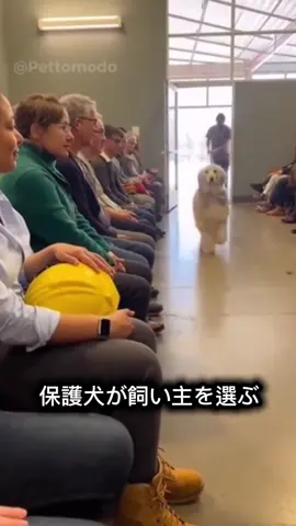 保護施設で、ワンちゃんが人を選ぶ。 この瞬間、どう感じますか？🐾  #保護犬  #感動  #優しい世界 