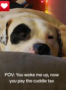 Cuddle tax! #dog #dogsoftiktok #fun #funny #ViralDogs 