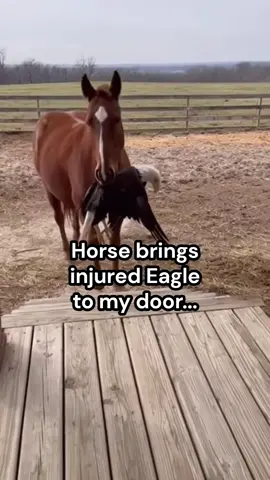 My horse wanted to help😭 #wholesome #animals #usa 