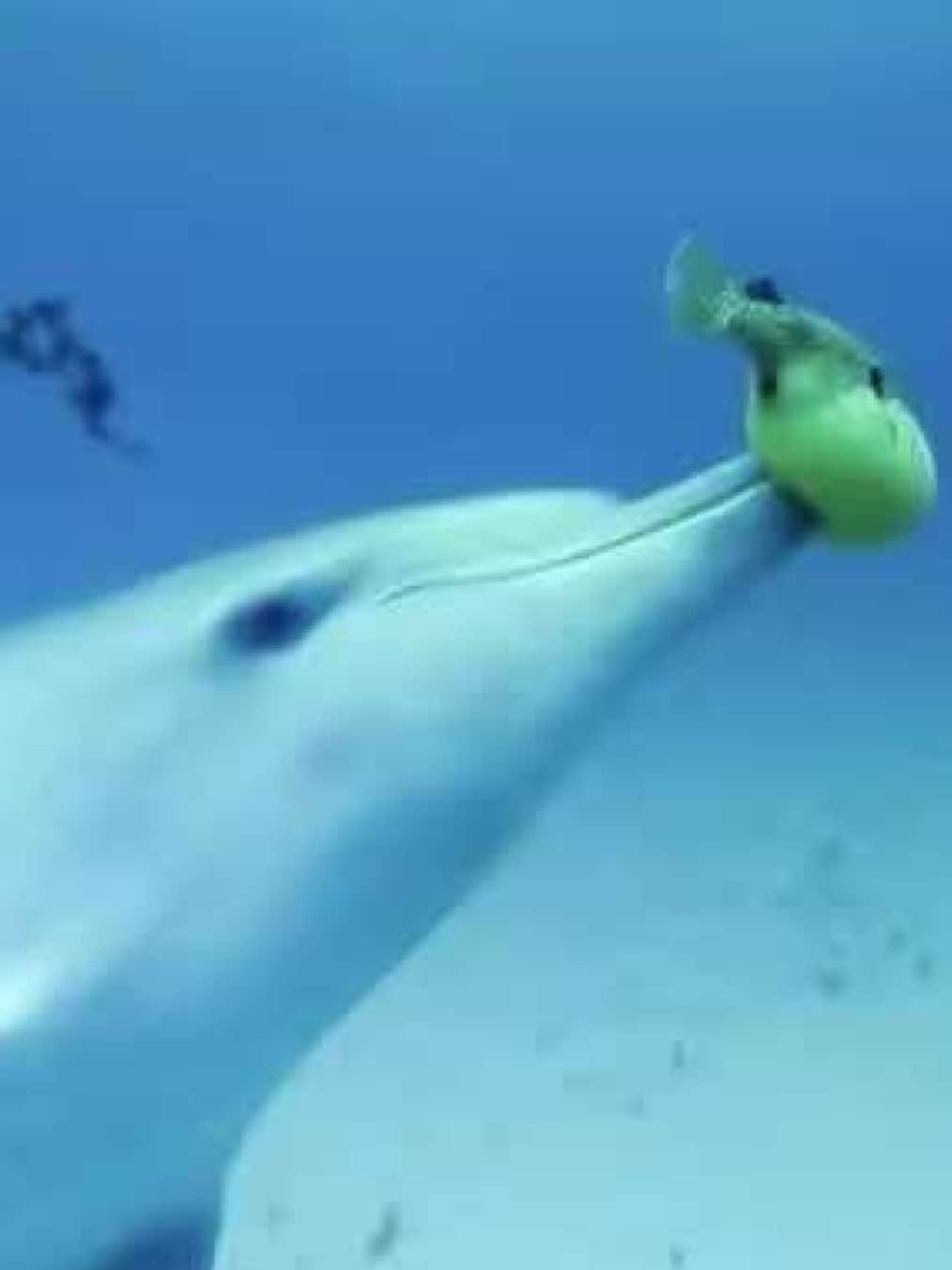 Replying to @I'm hamming it  #Dolphin #Shark #orca #marinebiology #ocean  . https://skeptics.stackexchange.com/questions/43835/do-dolphins-intentionally-intoxicate-themselves-with-puffer-fish-venom