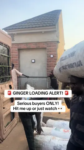 All this ginger just landed in GHANA 🇬🇭🔥 Still asking price? Still thinking? 😏 ginger is taking over every corner 👑 Serious buyers only! Hit me up or just watch 👀  #fyppppppppppppppppppppppp #fypシ゚viral🖤tiktok #fypシ #agriculture #fyp 