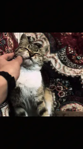 هەیە نە غیرەتی نە هەست و سۆزی بەقەد پشیلەیەک دەبێ 😍🤫#cat #ranya #qaladze #kurdistan 