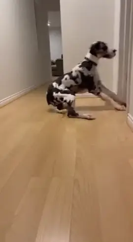 He Forgot How Brakes Work! (The Wall Stopped Him) 🚗💨 #GreatDane #DogFail #Viral  My Harlequin Great Dane thinks he is a race car... but he has no tires! 🏎️📉 Watch him come around the corner at full speed and lose all traction on the smooth laminate floor. It is a real-life Scooby Doo run moment! The physics of a 150lb dog sliding sideways is undeniable. The hollow 