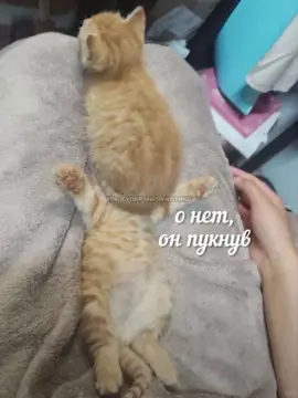 если стукнет 10к я прыгаю в туалет #cat #мем #озвучкамемов #catlovers #cats 