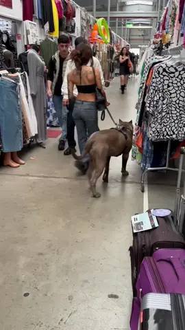 big dog energy 
