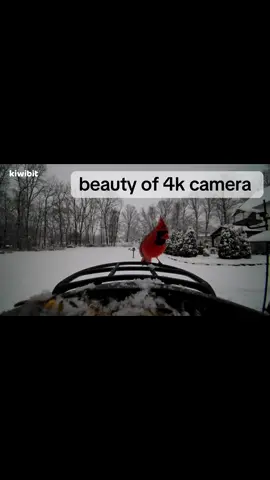 #birdfeeding #jennsbackyardbirds #birdtok #4kcamera💥📷📷 #solarcharging 