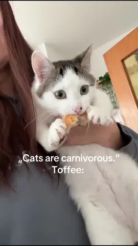 Toffee eats EVERYTHING #toffee #cat #food #meme #fyp 