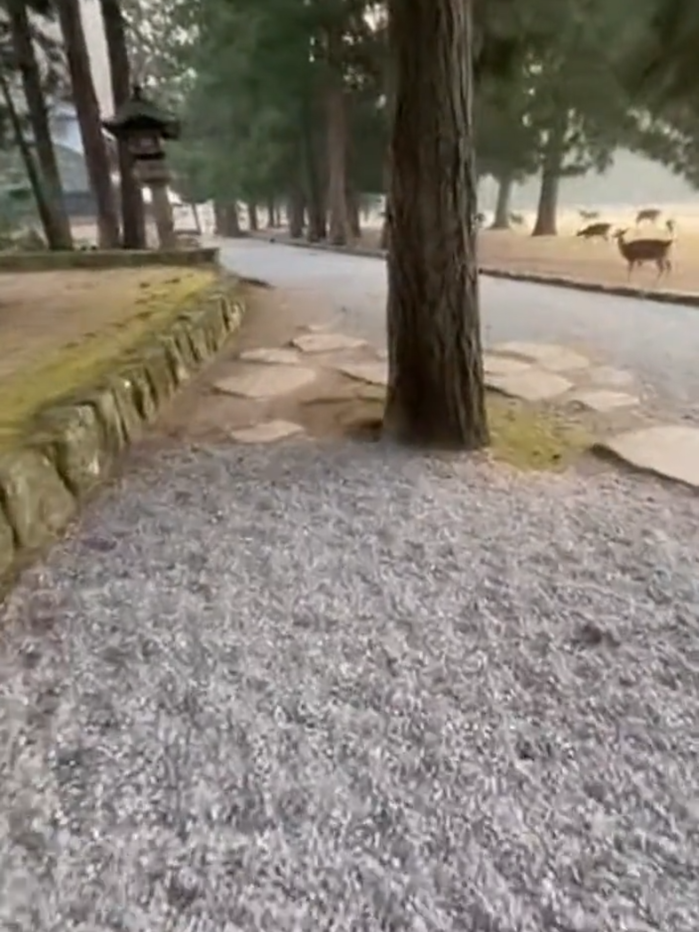 POV: Walking Through Nara Park in the Morning Quiet footsteps along an ancient path. A calm morning in Nara, Japan. 🎧 Headphones recommended. #JapanASMR #POVASMR #QuietJapan #JapanNature #pov #japan #asmr #narapark #Mornigwalk