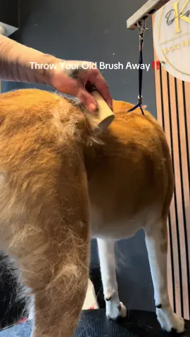 As a groomer, I don’t hype tools unless they work. This brush pulls the undercoat without hurting your dog — and your house will thank you #dogsoftiktok #dogowner #shedding #doglover #dogs 