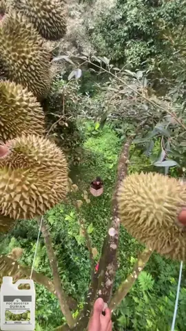 #pocboosterorganik #pocboosterdurian #bajaorganik #durian #agrishop 