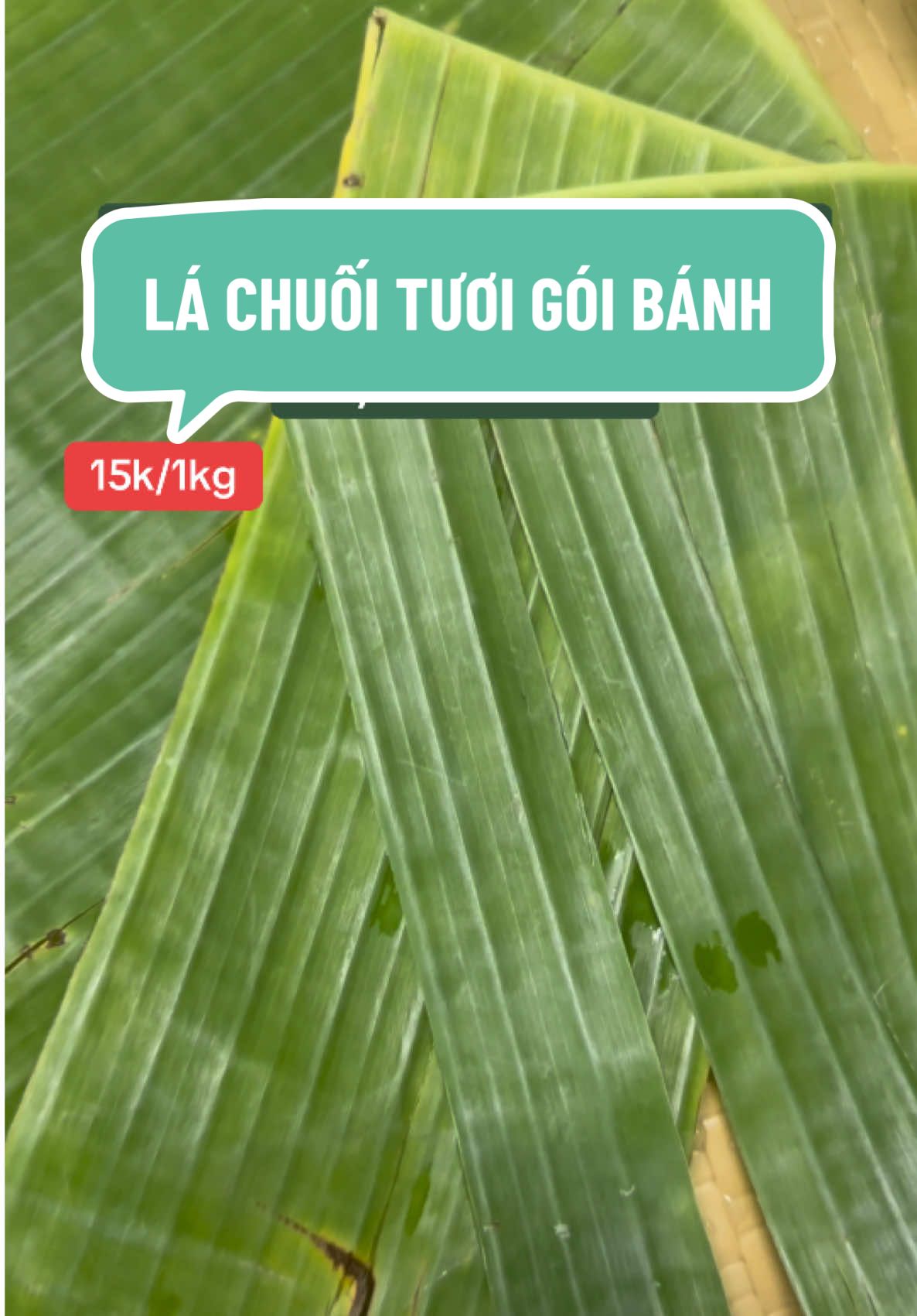 Lá chuối tươi gói bánh, giá rẻ chỉ 15k/1kg #lachuoi #bananaleaf #lachuoituoi #goibanh #trangtrimonan 