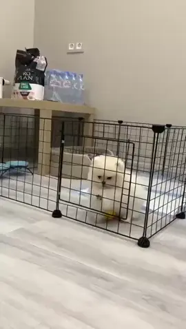 #dog #canada #puppies #unitedstates #viral #USA #babiesoftiktok #American #petlovers #puppy #lovers #lovers 
