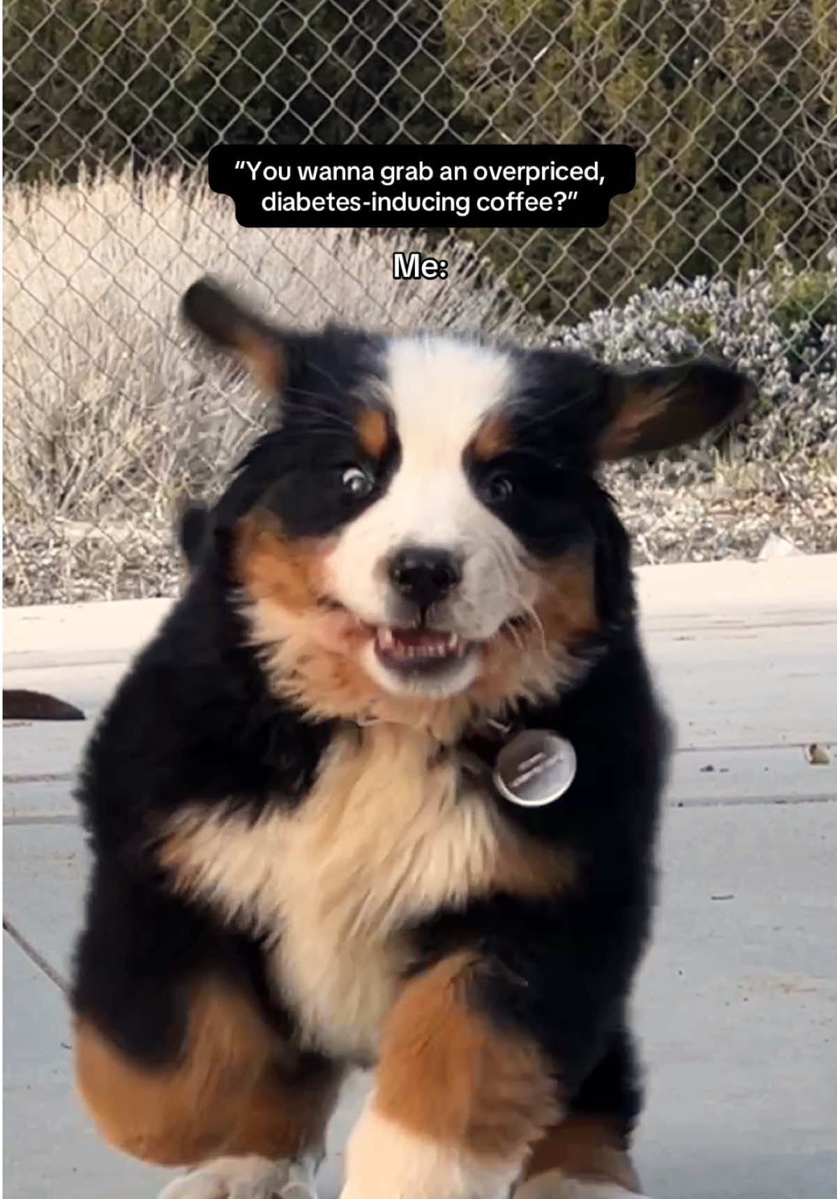 Works every time #cutepuppies #coffeetok #pupcup #bernesemountaindog #bernesemountaindogpuppy 