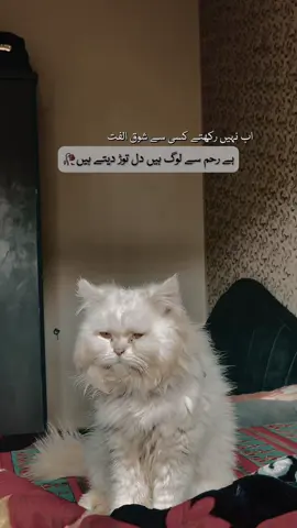 🍂hmm#fyp #repost #foryoupage #urdupoetry #catlover 