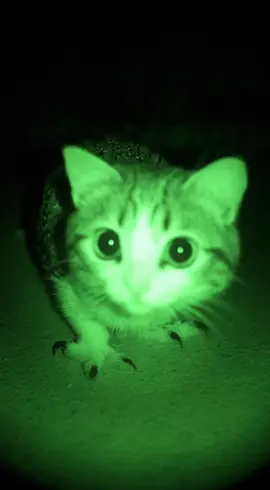 Baby Meowl curious about night vision🤣🤣🤣#catsoftiktok #pet #meowl #cattok #ai 