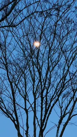 #timelapsevideo #moon #sky #views 