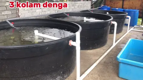 BIBIT IKAN/ UDANG PERCUMA KHAS UTK ORANG SABAH ‼️ 📍SABAH Kami menyediakan perkhidmatan pembangunan sistem yang mudah digunakan oleh penternak baharu dalam bidang akuakultur 🌱🐟🦐.  Sistem ini sangat sesuai untuk membantu menjayakan projek perikanan anda. 💯 Kami bina dari A-Z termasuk membekal tangki dan peralatan lain, anda hanya tunggu set kolam+sistem siap✅ ‼️PERCUMA 100 Ekor ikan/udang bagi setiap kolam #sabahan #akuakultur #RAS #kotakinabalu #tuaran 