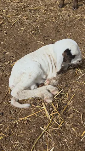 #betails #aliment #fourage #ferme #reproducteur 