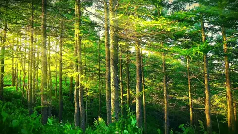 Viento suave #naturaleza #paisajes #relajante #naturevibes #bosque 
