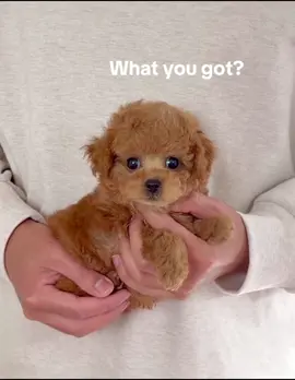 Not asking for much dm me for more info. #poodles #poodlesofinstagram #poodlepuppy #micropoodle #usa🇺🇸 