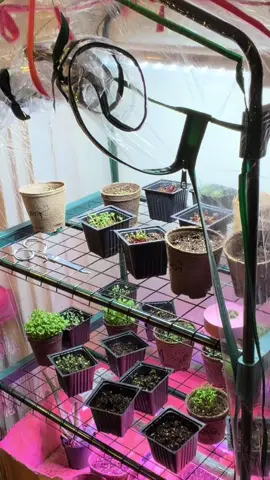Watch me re organize my grow op lololololol #fyp 