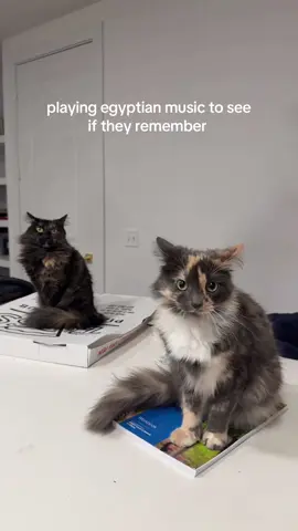 eternal ptsd #egypt #egyptian #cat #catsoftiktok #tbt 