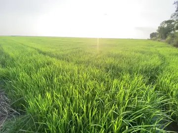#ទេសភាពស្រុកស្រែ🌄🏜️🌱ស្រុកស្រែ🌾🌱 #វាលស្រែវាលស្រូវ🌾🌾🌿#capcut