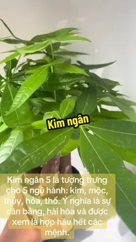 Kim ngân 5 lá tượng trưng cho 5 ngũ hành: kim, mộc, thủy, hoả, thổ#cayphongthuy #caycanhnghethuat #cây #caycanhmini #caycanhtrongnha 