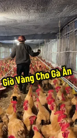 Muốn có cám ăn thì chịu khó quay tiktok nhé gà #quanchanga #fyp #ga #channuoiga #traiga 