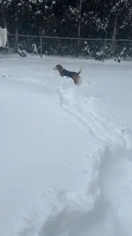 Rocky playing in the snow #beagle #cute #funny 