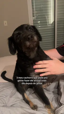 ele tem certeza que é uma criança kkkkk vira lata mais mimado da história 🥹🥹✨☝🏽☝🏽☝🏽💖💖💖🌸🌸🌸 #cachorro #PetsOfTikTok #nenem #fofo #animais 