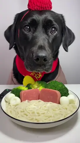 #dog #nukbang #food #asmr #fyp 