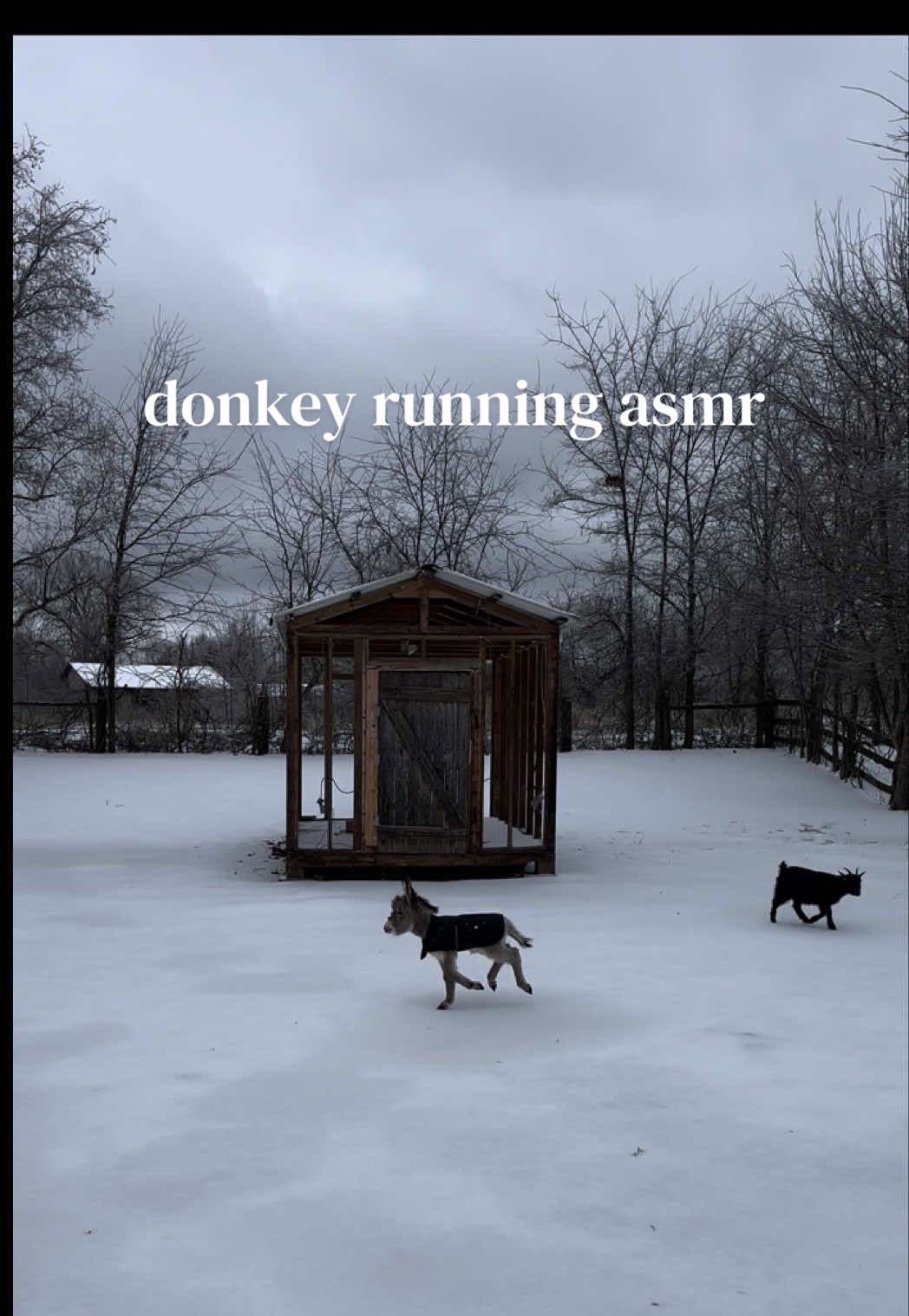 Replying to @K  gotta love the sound of her little hooves hitting the ice #babyminidonkey #asmrsounds #donkeyhooves #donkeysounds