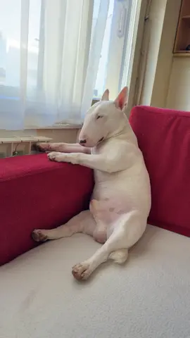 #gentleman #dog #dogsotiktok #funny #bullterrier 